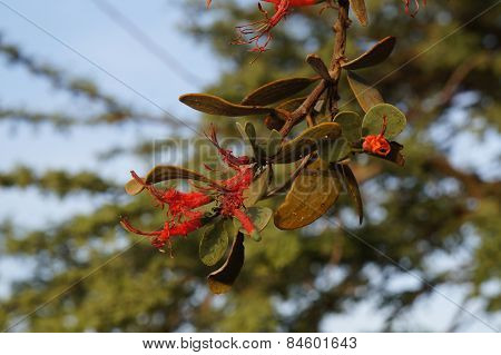 Loranthus acaciae blossom