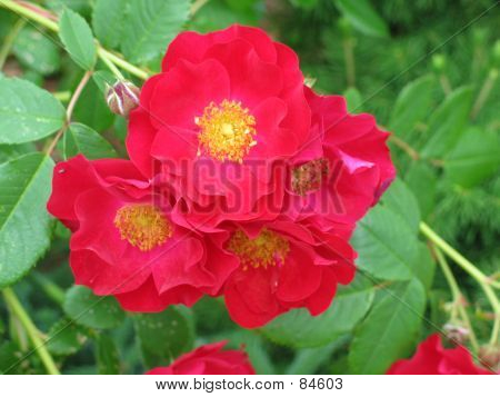 Rote Strauch-Rose