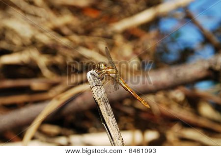 Hnědá Dragonfly na proutek