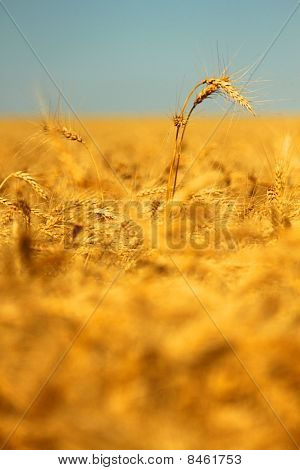 Wheat in the summer
