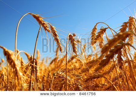 Wheat in the summer
