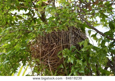 Bird nest on green Wrightia religious tree