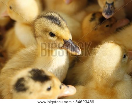 Small Ducklings In Herds