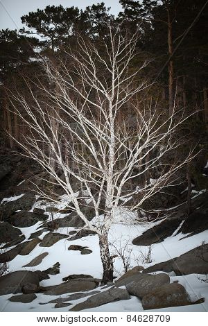 Birch Naked In The Winter Pine Forest