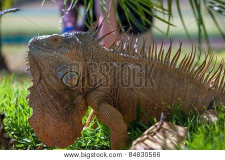 portrait of tropical iguana
