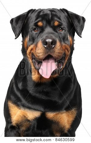 Portrait Of A Purebred Rottweiler