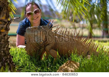 portrait of tropical iguana