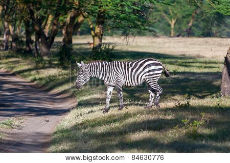 Zebra in the grasslands
