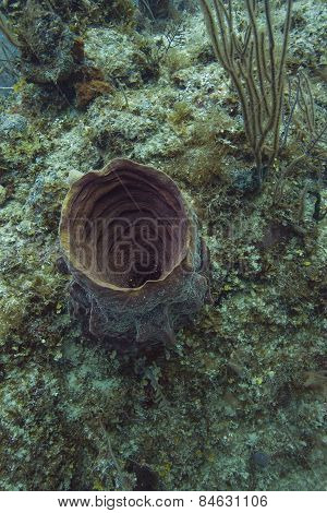 Verongula Gigantea