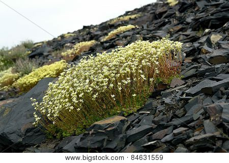Saxifraga. Saxifrage Flowers In The Tundra  .
