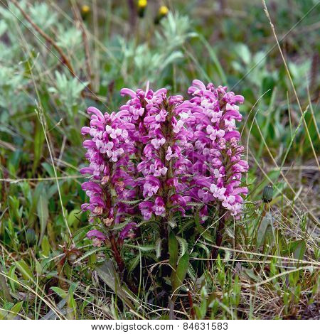 Flowers Pedicularis  In The Tundra.