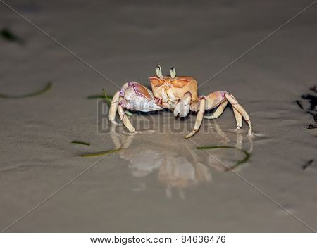 Crab on gray sand