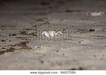 Crab on gray sand