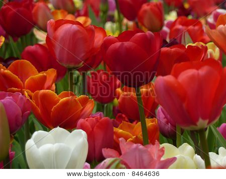 Piros, narancs, rózsaszín és fehér tulipánok