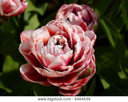 Tulipán