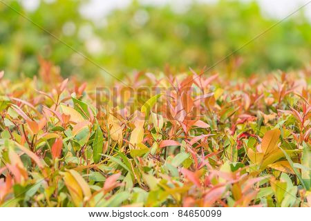 Close Up Wrightia Religiosa Leaf ,nature Background