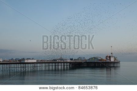 Starling Murmuration Over Brighton Pier