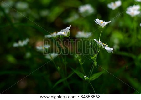 White Wild Flowers - Chickweed