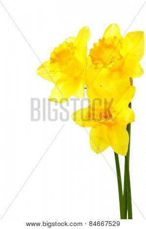 Yellow narcissi isolated over the white background with copyspace