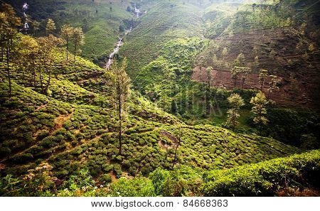 Tea plantation landscape in Sri Lanka