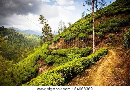 Tea plantation landscape in Sri Lanka