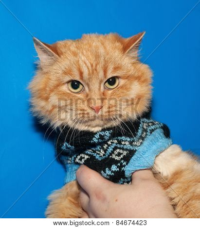 Ginger Bobbed Cat In Sweater On Blue