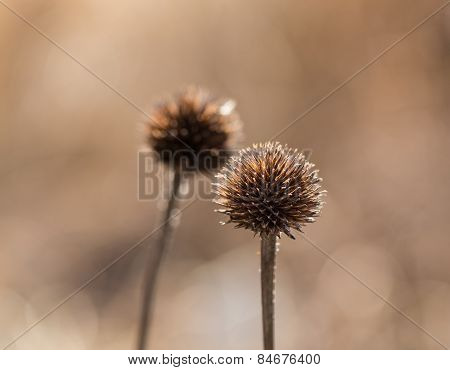 Withered Globe Thistle In Autumn Macro