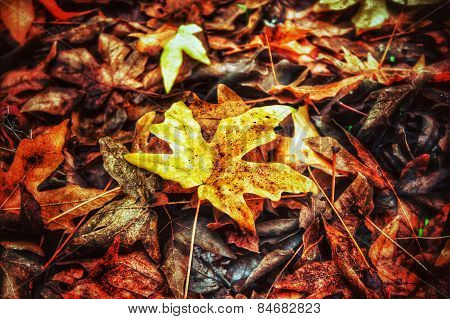 maple leaf