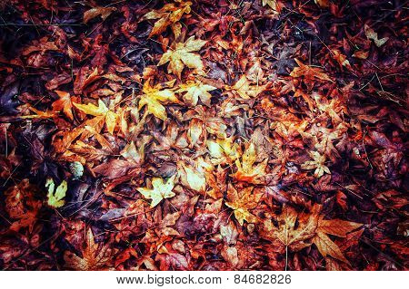 maple leaves