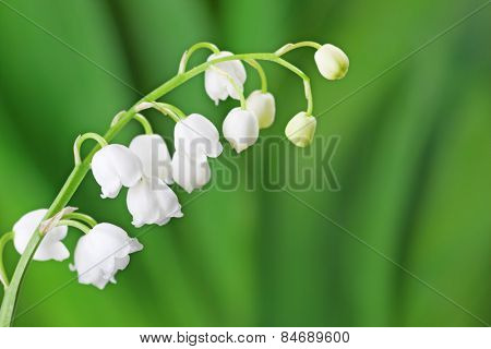 Lily of the Valley on light green background.