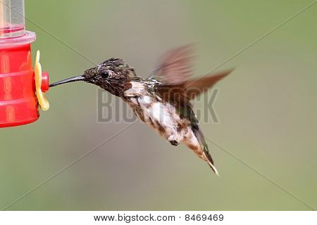 Molting mandlig Ruby - throated Hummingbird