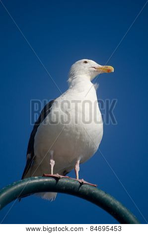 Seagull sitting on the streetlight against the sky