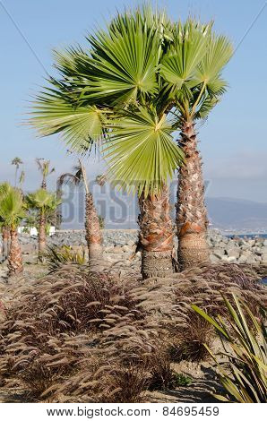 Palm trees landscape in a sunny day