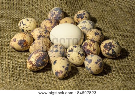 eggs of quail