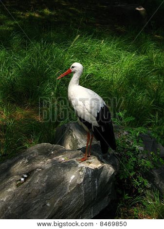 美丽鹳