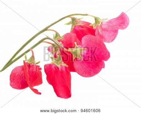 Sweet pea flowers