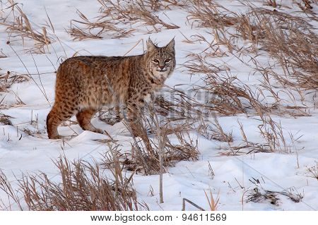 Bobcat Pausing