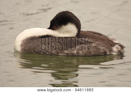 Grebe Huddled Up