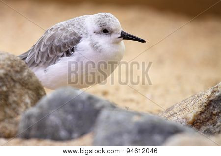 Sanderling Resting