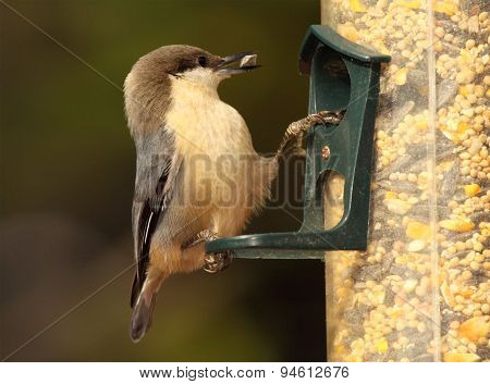 Nuthatch Feeding