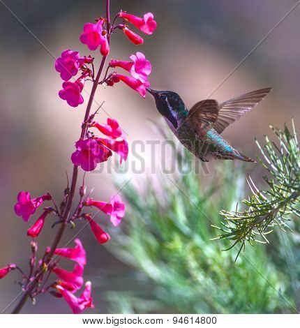 Costas Hummingbird