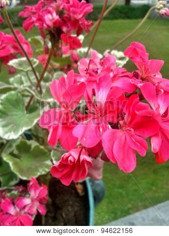 flowers