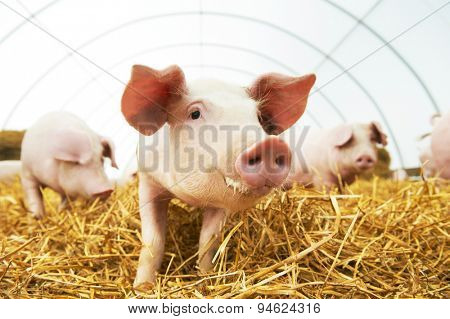 herd of young piglet on hay and straw at pig breeding farm