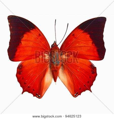 Fancy Butterfly Isolated On White