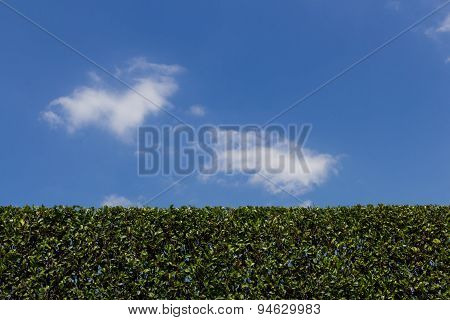Pruning