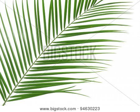 Beautiful palm leaf isolated on white