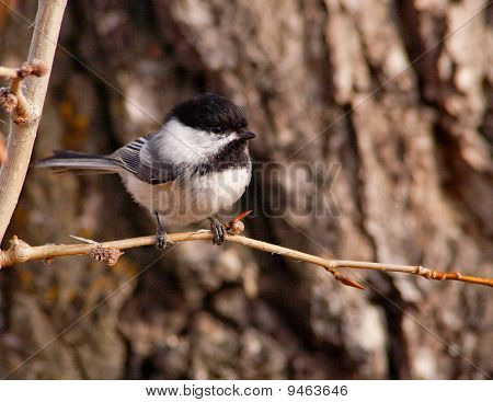 Black tampado Chickadee