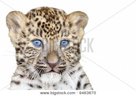 Leopard Cub