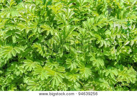 Argentina Anserina