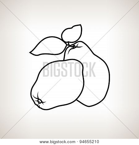 Quince In The Contours